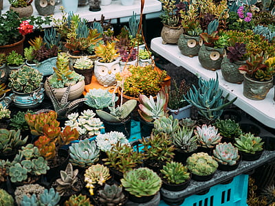 photo of succulent plant lot thumbnail