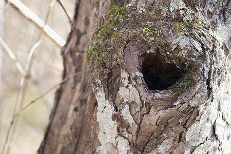 Tree Knot, Heart Shaped Tree Knot thumbnail