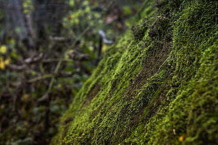 selective focus landscape photography of green grass thumbnail