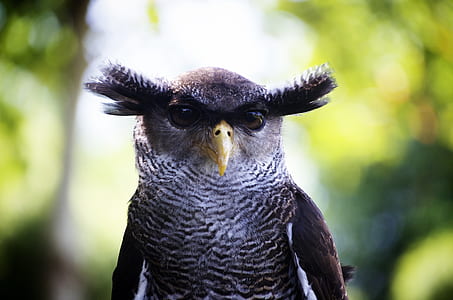 gray Owl on shallow photography thumbnail