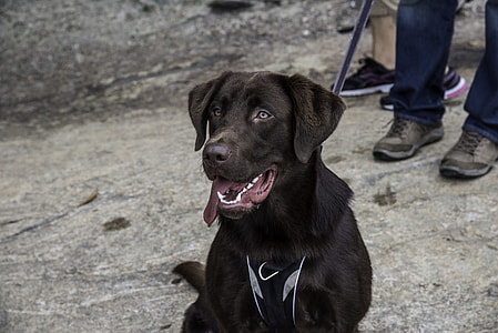 Brown Labrador Retriever Dog thumbnail