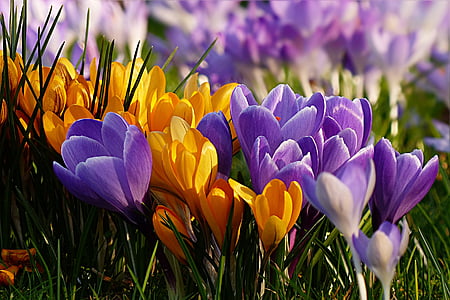 purple and orange flowers thumbnail