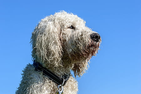 white poodle close-up photo thumbnail