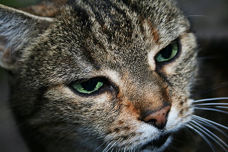 brown tabby kitten close-up photo thumbnail