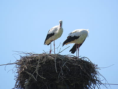 two egrets on nest thumbnail