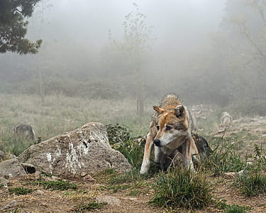 brown and black wolf beside the rock thumbnail