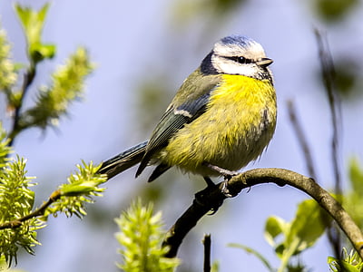 white, yellow, and black feathered bird on brown trunk thumbnail