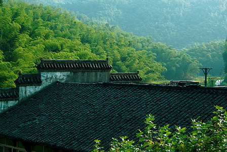 house surrounded by trees thumbnail