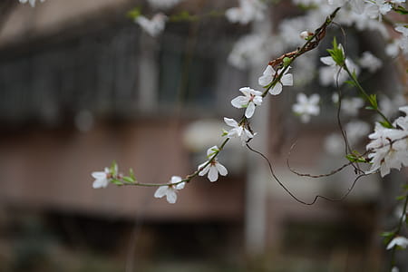 Shallow Focus Photography of White Petal Flower thumbnail