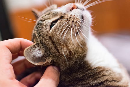 Pet Cat thumbnail