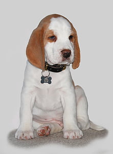 white and brown beagle puppy thumbnail