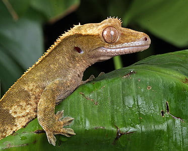 gold-colored chameleon thumbnail