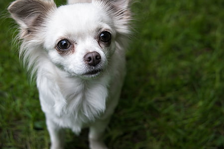 adult long-coated white Chihuahua thumbnail