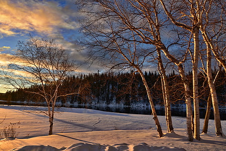brown bare tree planted on snow field during sunset thumbnail