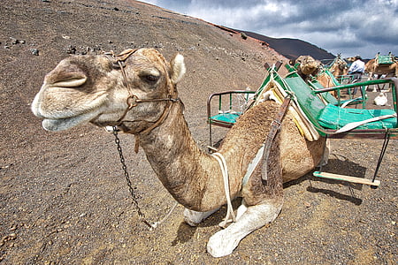 camel lying on sand thumbnail