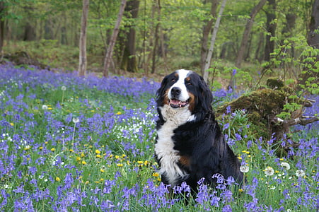 adult black, white, and tan Bernese mountain dog sitting on grass field during daytime thumbnail