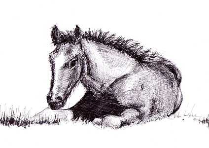 sketch of horse thumbnail