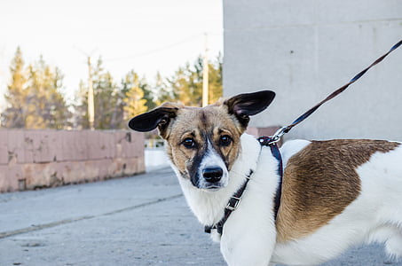 selective focus photography of dog standing on street thumbnail
