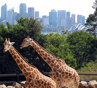 Giraffes at the Taronga Zoo in Sydney, New South Wales, Australia thumbnail