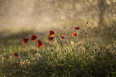 selective focus photography of orange petaled flowers thumbnail