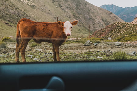 cow near mountains thumbnail