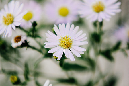 White Flowers Closeup thumbnail