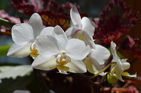 Hybrid Phalaenopsis, Phalaenopsis thumbnail