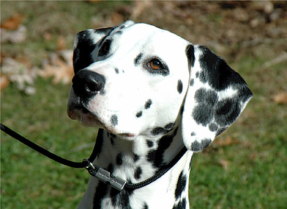 adult black and white Dalmatian thumbnail