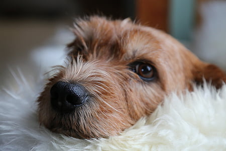 brown puppy on white fleece close-up photo thumbnail