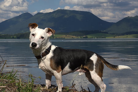 black, brown, and white dog standing near body of water thumbnail