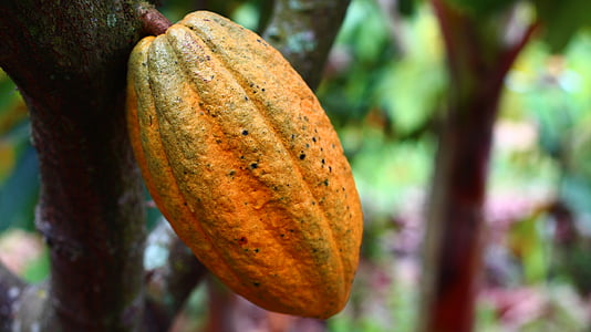selective focus photograph of cacao fruit thumbnail