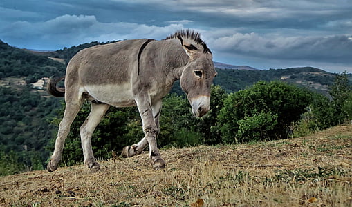 gray donkey on green field thumbnail