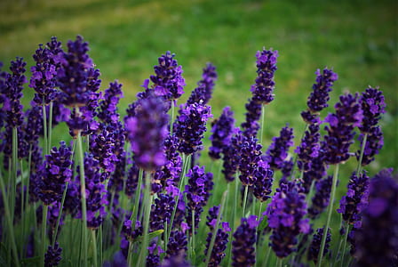purple petaled flowers closeup photo thumbnail