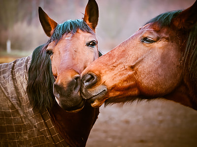 two brown horses at daytime thumbnail