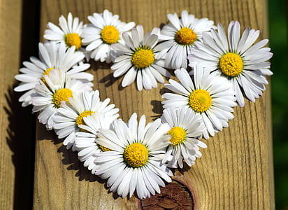 heart arranged daisy flower thumbnail