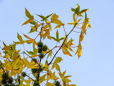 green fruit bearing tree thumbnail