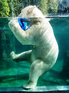 polar bear in the water thumbnail