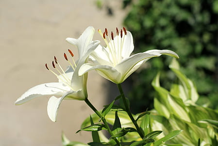two white petaled flowers taken at daytime thumbnail