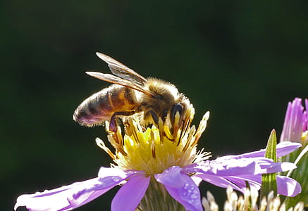 closeup photo of honey bee perching on flower thumbnail