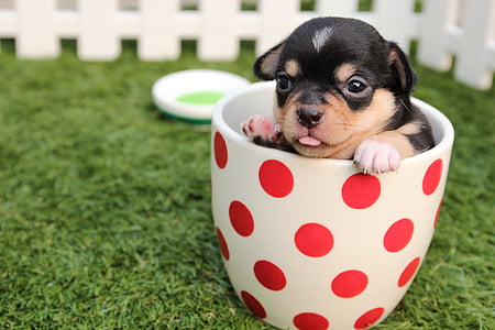 smooth-coated black and tan teacup Chihuahua puppy on white and red polka-dot cup thumbnail