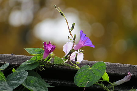 selective focus photography of purple and pink morning glory vines thumbnail