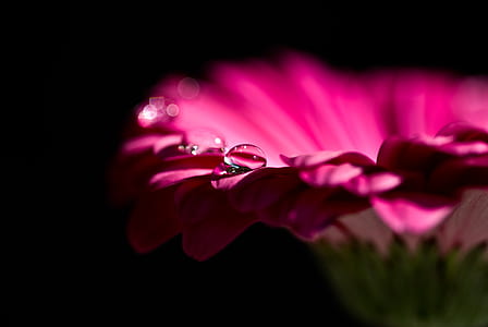 Pink Petal Flower and Dew Drops on Top thumbnail
