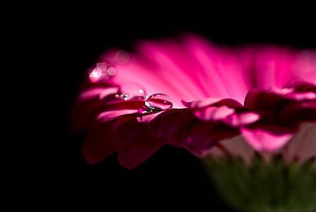 pink petaled flower thumbnail