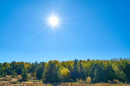 green pine trees during daytime thumbnail