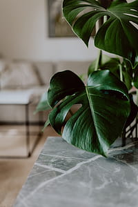 Dark green leaves of monstera thumbnail