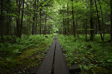 gray wooden pathway in the woods at daytime thumbnail