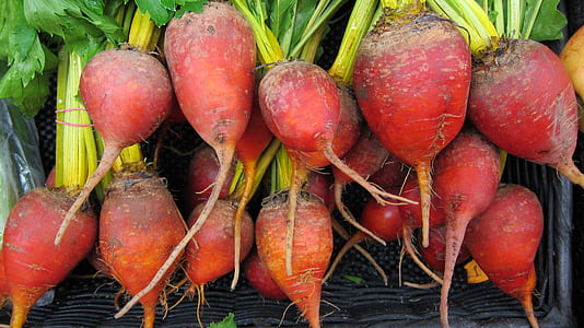bunch of red radish thumbnail