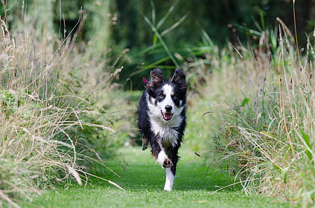 black and white short coated dog running between grass thumbnail