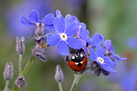 seven-spotted ladybug perching on purple flower in selective-focus photography thumbnail