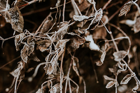 Close-ups of snowy trees thumbnail